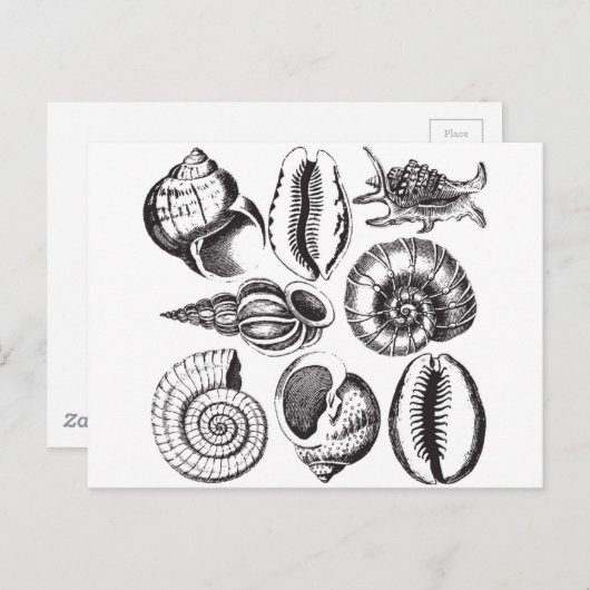 ヴィンテージスタイル貝の貝殻は白黒 ポストカード (正面/裏面)