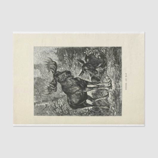 ヴィンテージスタグムースエフエメラデクページ 薄葉紙 (正面)