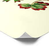 ヴィンテージスターアネモネ花 ポスター (角)