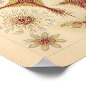 ヴィンテージスターフィッシュエルンストヘッケルプリントシーライフ ポスター (角)