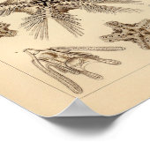 ヴィンテージスターフィッシュカラーエルンストヘッケルプリント ポスター (角)