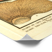 ヴィンテージストライプのキノコフランスの真菌プリント ポスター (角)