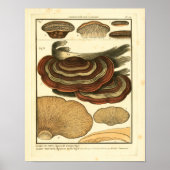ヴィンテージストライプのキノコフランスの真菌プリント ポスター (正面)