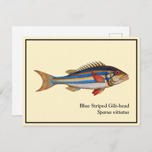 ヴィンテージストライプのブルー金頭魚絵画ズ ポストカード (正面/裏面)