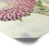 ヴィンテージストライプの牡丹の花のアスター ポスター (角)