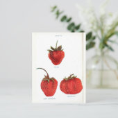 ヴィンテージストロベリーボタニカルプリント ポストカード (スタンド正面)