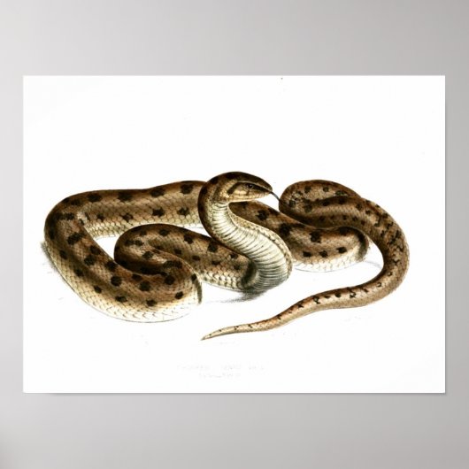 ヴィンテージスネークスケッチ – ブラウン – アフリカの ポスター (正面)