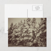 ヴィンテージスノースケープ，針葉樹， CO ポストカード (正面/裏面)
