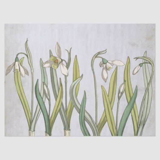 ヴィンテージスノードロップフラワーブルーパーチメント春 薄葉紙 (正面)