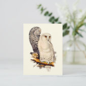 ヴィンテージスノーフクロウスケッチ ポストカード (スタンド正面)