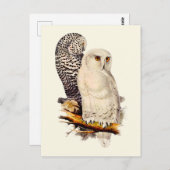 ヴィンテージスノーフクロウスケッチ ポストカード (正面/裏面)