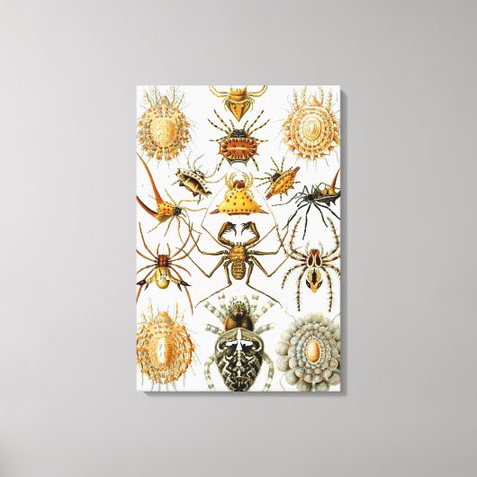 ヴィンテージスパイダーズまたはアラクナイズバイエルンスト・ヘッケル キャンバスプリント (正面)