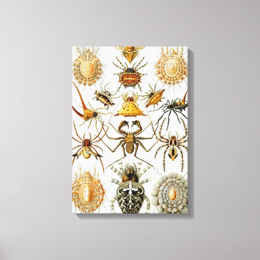ヴィンテージスパイダーズまたはアラクナイズバイエルンスト・ヘッケル キャンバスプリント (正面)