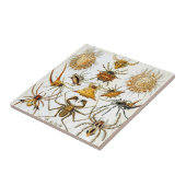 ヴィンテージスパイダーズまたはアラクナイズバイエルンスト・ヘッケル タイル (側面)