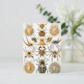 ヴィンテージスパイダーズまたはアラクナイズバイエルンスト・ヘッケル ポストカード (スタンド正面)