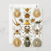 ヴィンテージスパイダーズまたはアラクナイズバイエルンスト・ヘッケル ポストカード (正面/裏面)