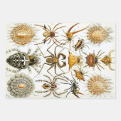 ヴィンテージスパイダーズまたはアラクナイズバイエルンスト・ヘッケル ラッピングペーパーシート (正面)