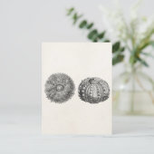 ヴィンテージスピントシーウルチンアンティークテンプレート ポストカード (スタンド正面)