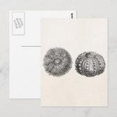 ヴィンテージスピントシーウルチンアンティークテンプレート ポストカード (正面/裏面)