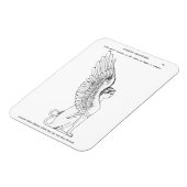 ヴィンテージスフィンクスイラストレーション マグネット (左側)