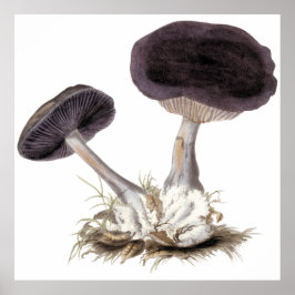 ヴィンテージスミレwebcapキノコイラストレーション ポスター