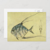 ヴィンテージスレッドフィントレヴァリー、アフリカポンパノフィッシュ ポストカード (正面/裏面)