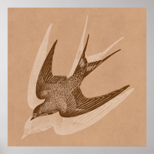 ヴィンテージスワローイラストレーション- 1800のアンティークバード ポスター (正面)
