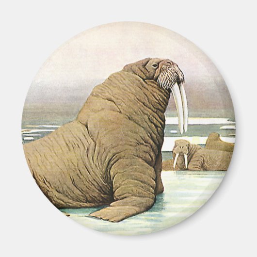 ヴィンテージセイウチ北極、野生動物の氷山 マグネット