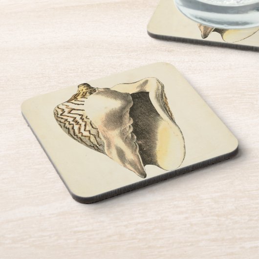 ヴィンテージセピアコンチシェル コースター (左側)