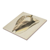 ヴィンテージセピアコンチシェル タイル (側面)