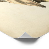 ヴィンテージセピアコンチシェル ポスター (角)