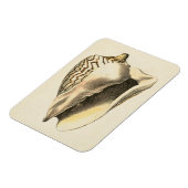 ヴィンテージセピアコンチシェル マグネット (左側)