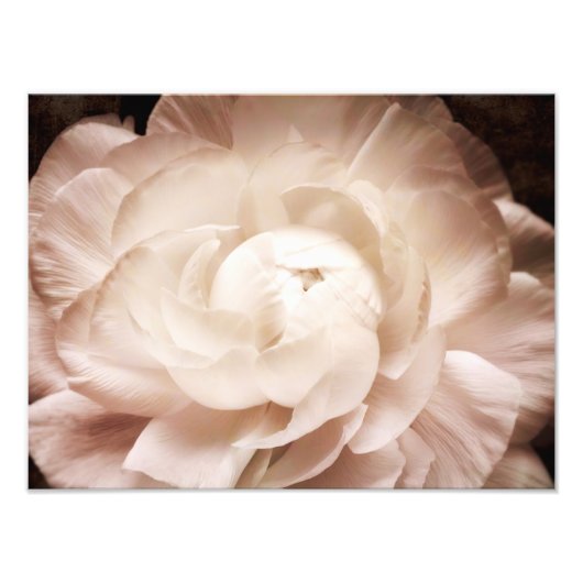 ヴィンテージセピアホワイト&クリームランナキュラス背景 フォトプリント            (正面)