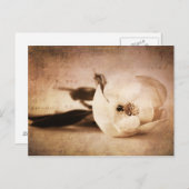 ヴィンテージセピアマグノリア花フローラ花 ポストカード (正面/裏面)