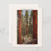 ヴィンテージセンティネルズツリーズセコイア国立公園 ポストカード (正面/裏面)