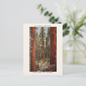 ヴィンテージセンティネルズツリーズセコイア国立公園 ポストカード (スタンド正面)