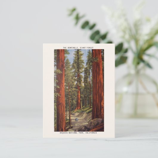 ヴィンテージセンティネルズツリーズセコイア国立公園 ポストカード (スタンド正面)