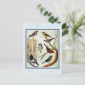 ヴィンテージゼブラフィンチ ポストカード (スタンド正面)