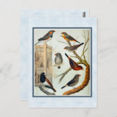 ヴィンテージゼブラフィンチ ポストカード (正面/裏面)