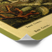 ヴィンテージゼリーフィッシュメドゥーサスターフィッシュコーラルアートプリント ポスター (角)