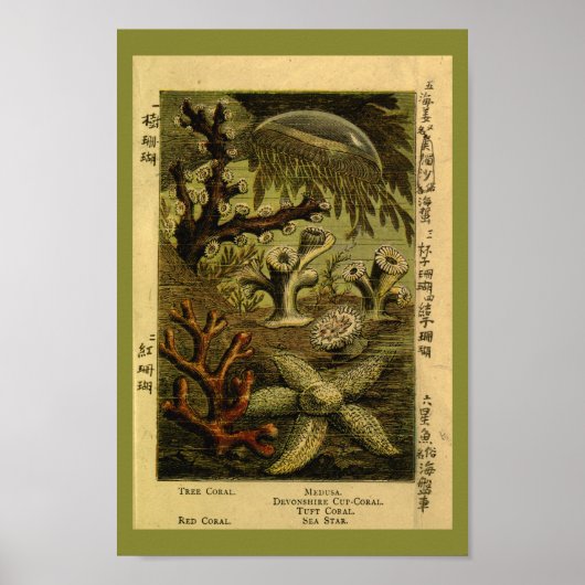 ヴィンテージゼリーフィッシュメドゥーサスターフィッシュコーラルアートプリント ポスター (正面)