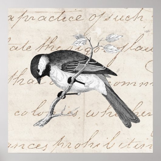 ヴィンテージソングバードイラストレーション- 1800の鳥文字 ポスター (正面)