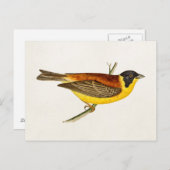ヴィンテージソングバードイラストレーション- 1800の鳥 ポストカード (正面/裏面)