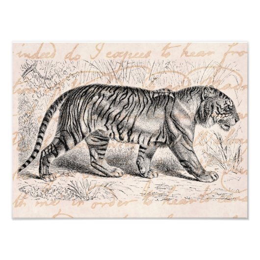 ヴィンテージタイガーイラストレーションタイガーステンプレート フォトプリント            (正面)