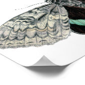 ヴィンテージタイポグラフィ蛾イラストレーション ポスター (角)