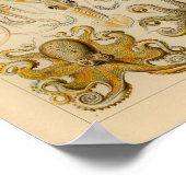 ヴィンテージタコカラーエルンストヘッケルアートプリント ポスター (角)