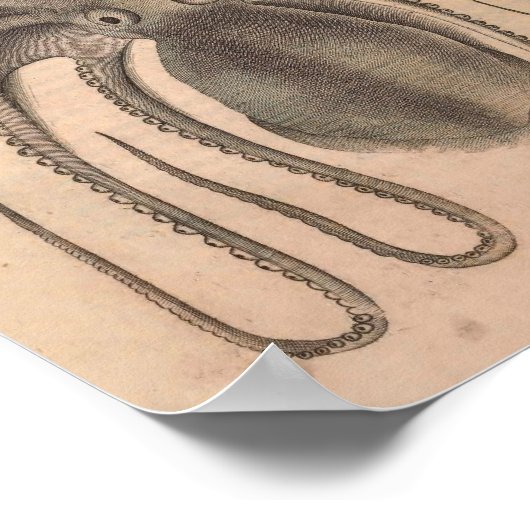 ヴィンテージタコプリントシーライフイラストレーション ポスター (角)