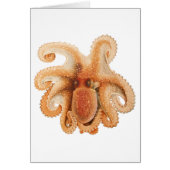 ヴィンテージタコ・サルティ、海洋水中競技動物 (正面)