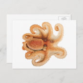 ヴィンテージタコ・サルティ、海洋水中競技動物 ポストカード (正面/裏面)