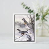 ヴィンテージタフテッドタイトマウス – ロバート・ブルース・ホルスフォールズ ポストカード (スタンド正面)